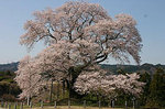 戸津辺の桜
